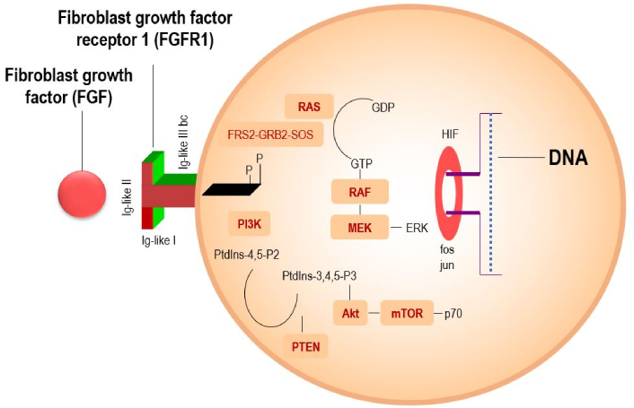 You are currently viewing Future perspectives: targeting fibroblast growth factor receptor 1 to enhance the efficacy of immunotherapy